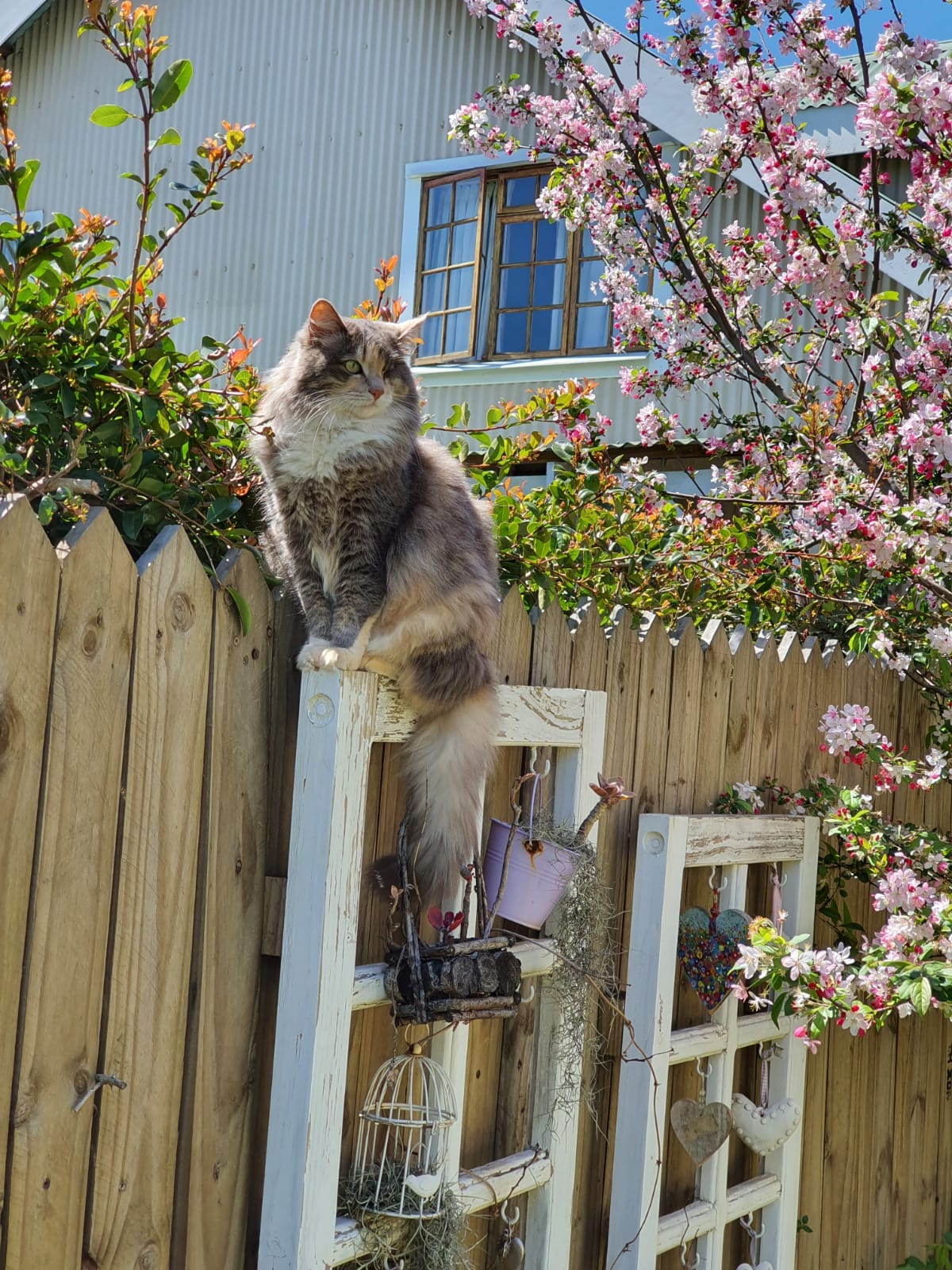 Cats on the Watch in the Garden