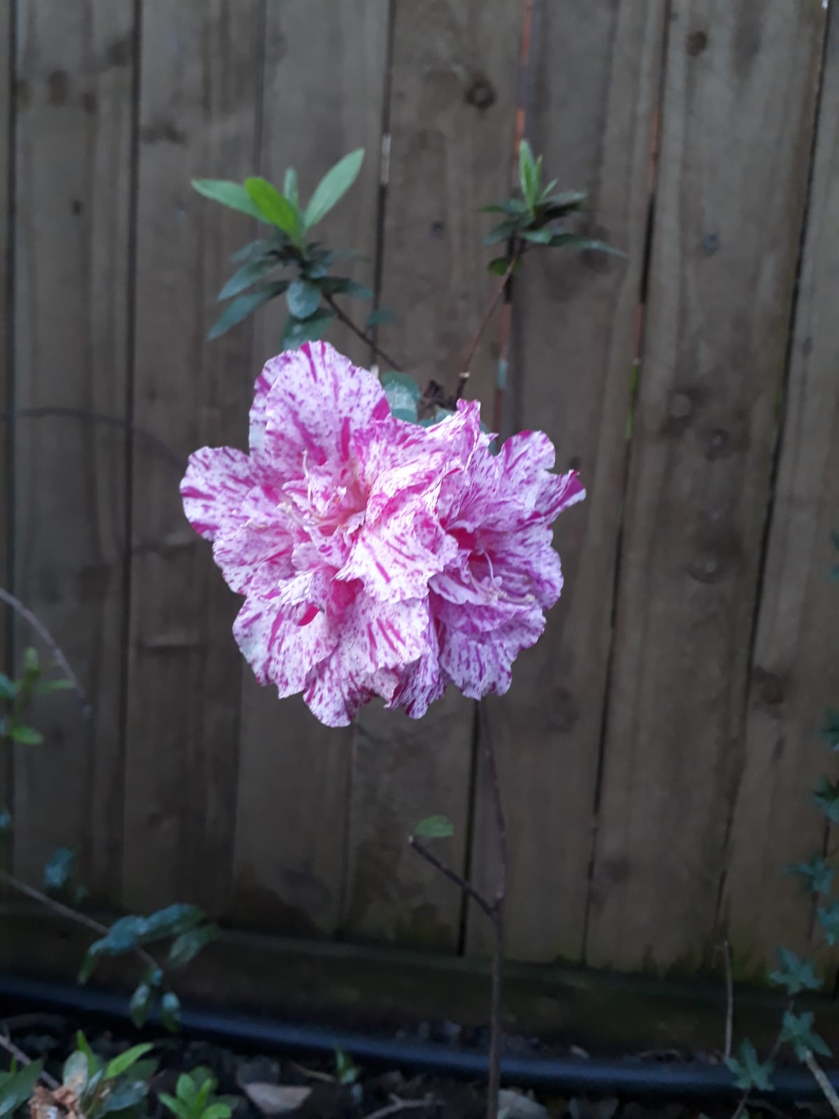 Flowering Garden