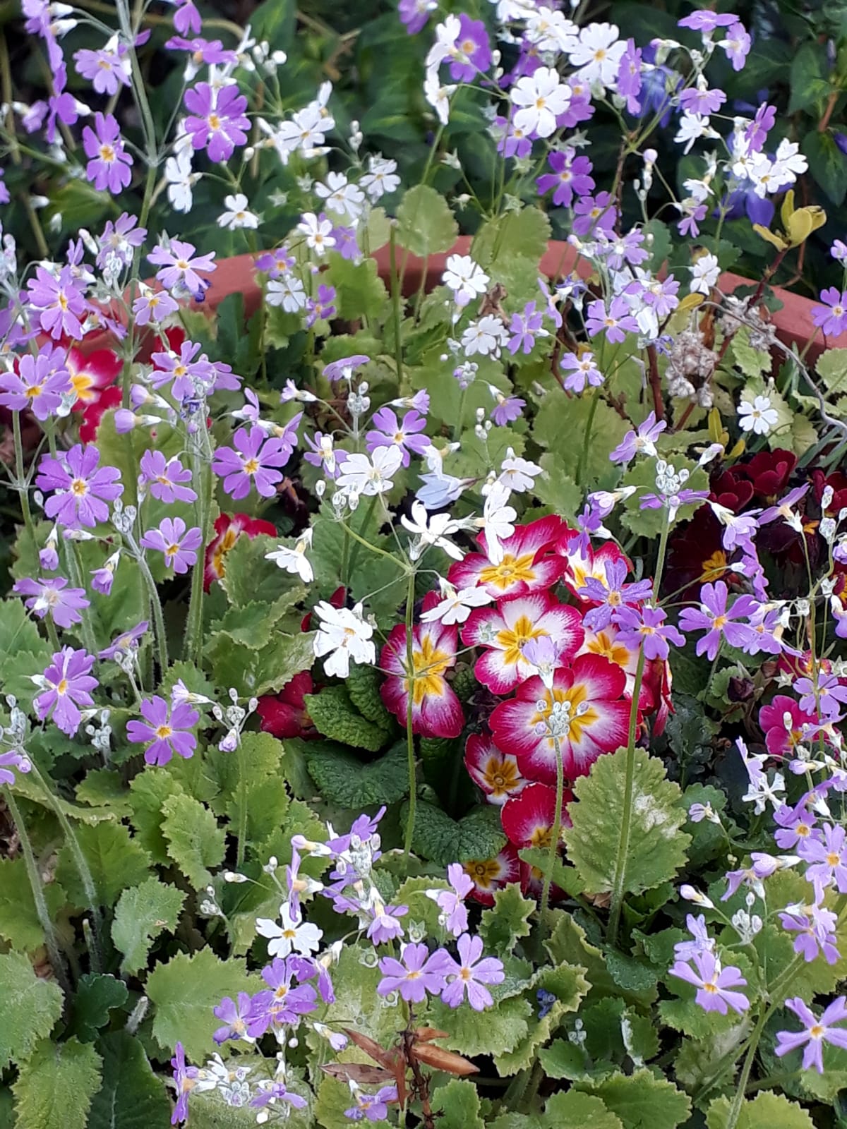 Flower Beds in the Garden