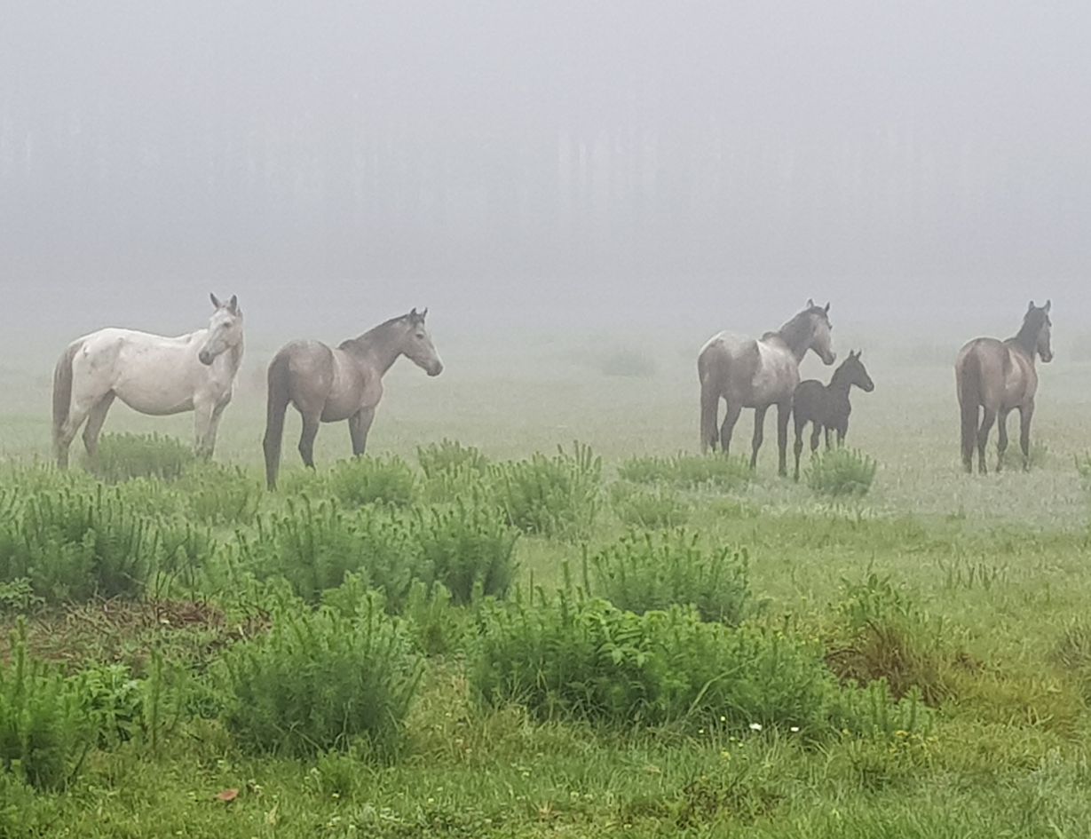 horses